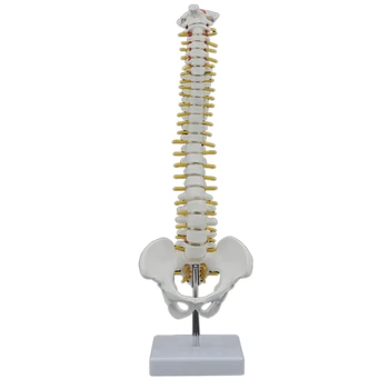 45CM İnsan Omurga Pelvik Modeli İnsan Anatomisi Anatomisi Omurga Modeli omurga Modeli + Standı Esnek