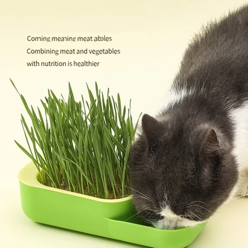 Kedi Çim Kutusu 2 in 1 Topraksız topraksız saksı Filiz Çanak Büyüyen Pot Sera Büyümek Kutusu kedi maması Konteyner Pet Malzemeleri